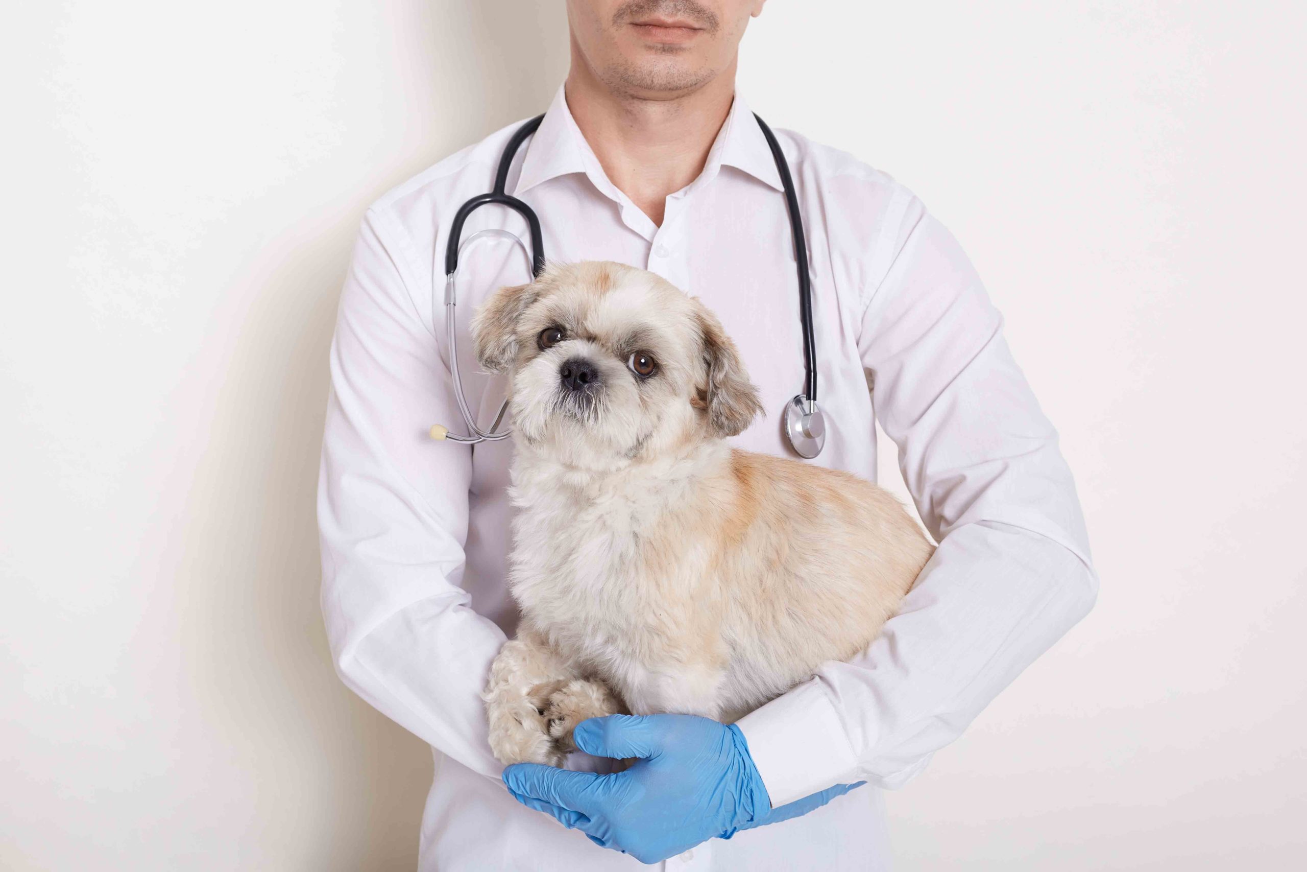 Read more about the article Doctor of Veterinary Medicine (DVM)